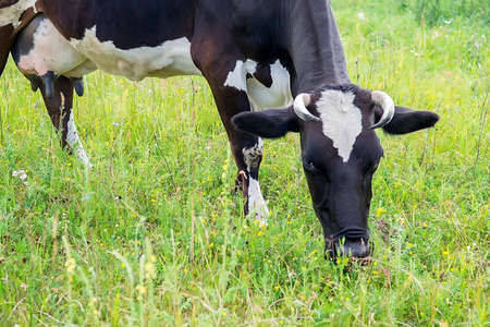 Black and white cow in a grassy field naturally eating and enjoying the green fresh grassの写真素材