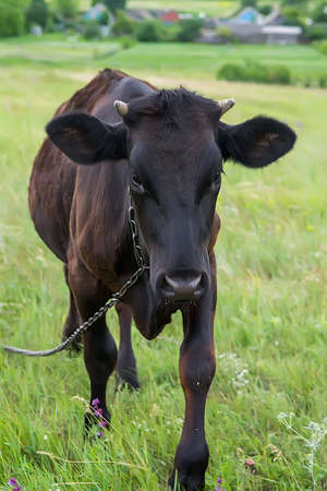 Young calf on a leash outdoors closeup. Selective focusの写真素材