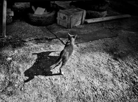 Cat with fish in mouth and her shadow in monotoneの写真素材