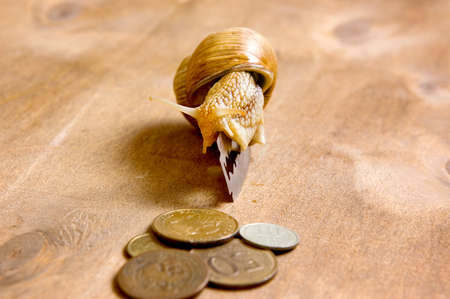 Garden snail creeps from a blade to the coins, craving for profitの写真素材