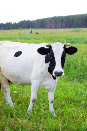 Dairy cow stands in her pastureの写真素材