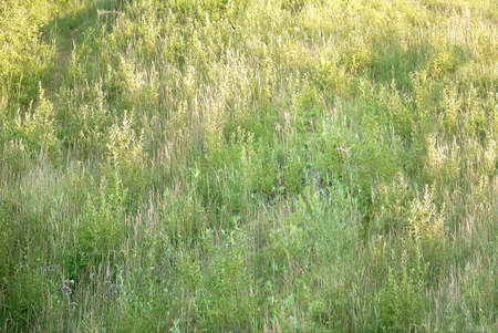 Side view to the grass meadow, backgroundの写真素材