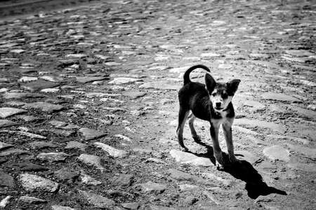 Dog on a cobblestone street, black and whiteの写真素材