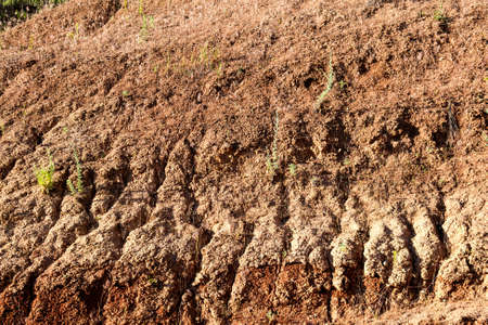 Plant struggling for life at drought landの写真素材