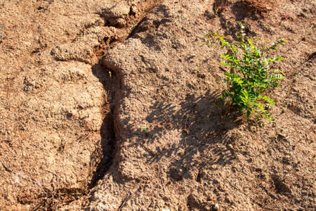 Plant struggling for life at drought landの写真素材