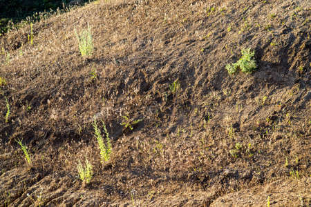 Plant struggling for life at drought landの写真素材