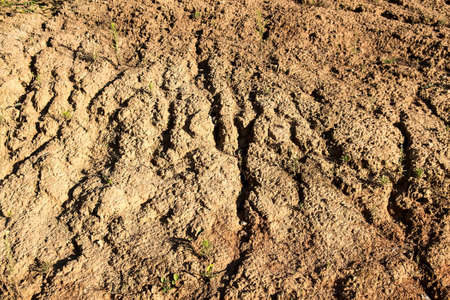 Plant struggling for life at drought landの写真素材