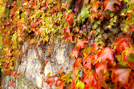 Climbing plant with red leaves in autumn on the old stone wallの写真素材
