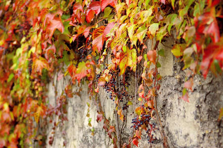 Climbing plant with red leaves in autumn on the old stone wallの写真素材
