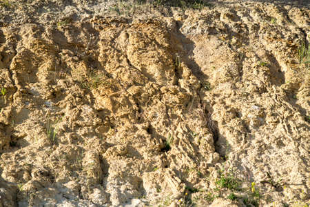 Plant struggling for life at drought landの写真素材