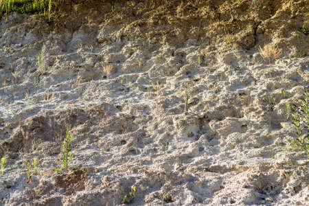 Plant struggling for life at drought landの写真素材