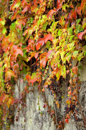 Climbing plant with red leaves in autumn on the old stone wallの写真素材