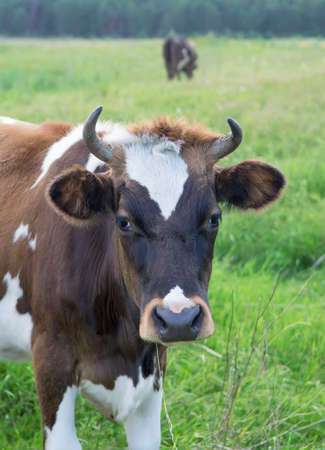 Funny portrait of brown ox with hornsの写真素材