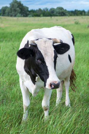 Dairy cow stands in her pastureの写真素材