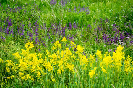 Purple, yellow summer meadow flowers, backgroundの写真素材
