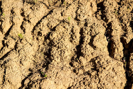 Plant struggling for life at drought landの写真素材