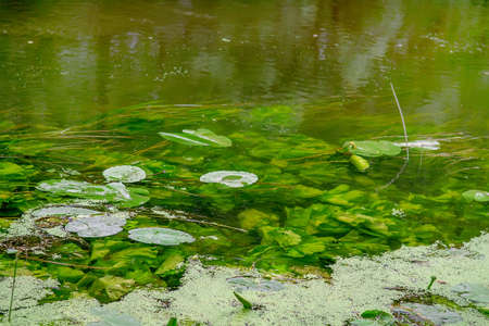 Water lily leaves on the surface of garden pond. Selective focusの写真素材