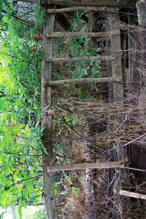 Abandoned wooden ladder in a forestの写真素材