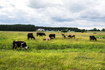 Cows grazing on pasture during the summerの写真素材
