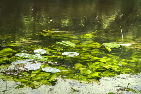 Leaf of water lilies and grass in the waterの写真素材