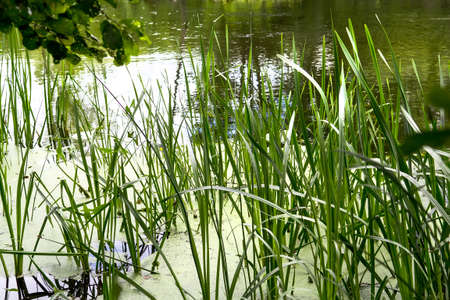 Stalks of the reed and leaves of the water lilies on the waterの写真素材
