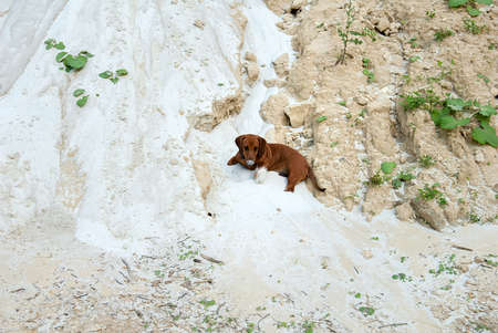 Cute dachshund dog lie on a sand in summertimeの写真素材