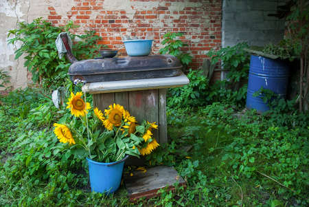 Bouquet of sunflower in the bucket. Water the sunflowersの写真素材