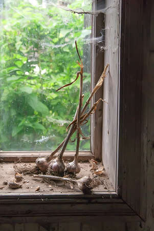 Bunch of garlic on the windowsill with cobweb of rustic windowの写真素材