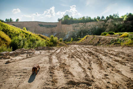 Dog on a road to the clay quarryの写真素材