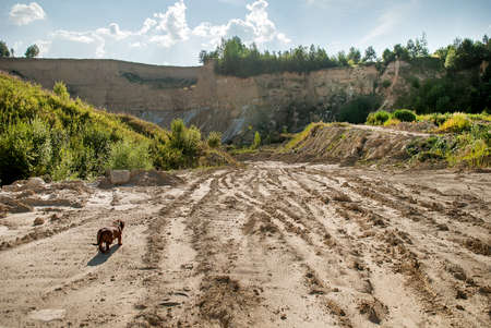 Dog on a road to the clay quarryの写真素材