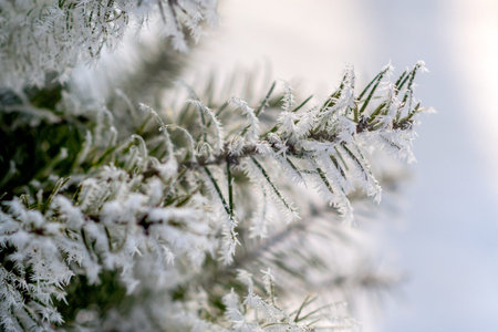 Fir tree branches covered with snow. Christmas and new year background