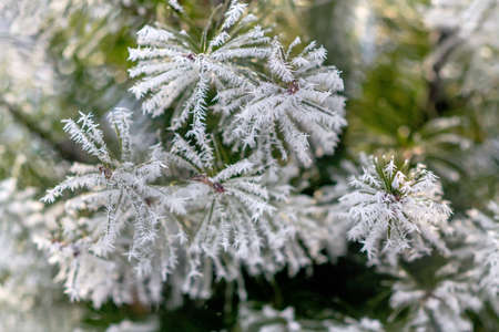 Christmas tree branches covered with hoarfrost crystalsの写真素材