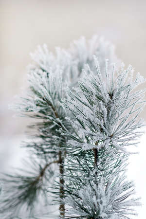 Fir tree branches covered with snowの写真素材