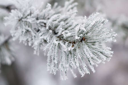 Fir tree branches covered with snowの写真素材