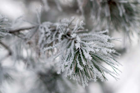 Fir tree branches covered with snowの写真素材