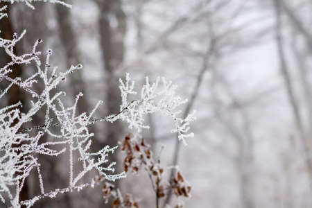 Detail of a branch covered with hoarfrost. Selective focusの写真素材