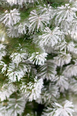 Fir tree branche covered with hoarfrost. Selective focusの写真素材