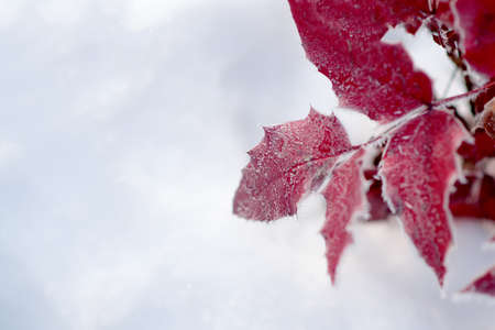 Frosted red leavesin winter garden. Winter timeの写真素材