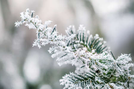 Fir tree branche covered with hoarfrost. Selective focusの写真素材