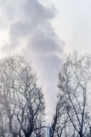 Chimney smoke over the trees in cold winter evening day. Selective focusの写真素材