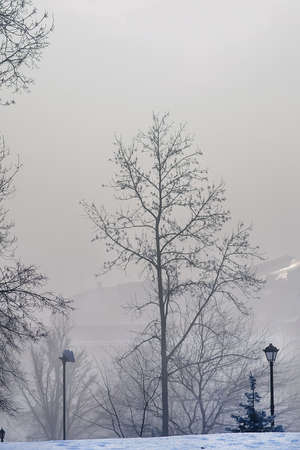 Trees in mist winter landscape with lampの写真素材