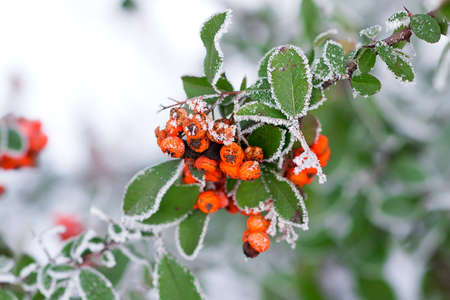 Close up of bunches of rowan berries with ice crystalsの写真素材