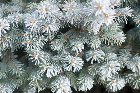 Fir tree branche covered with hoarfrost. Selective focusの写真素材