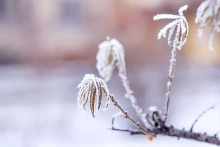 Branches of sea buckthorn bush in rime. Berries of sea buckthorn in frost. Selective focusの写真素材