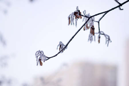 Maple branches covered with frost and snow. Selective focus, blurred backgroundの写真素材