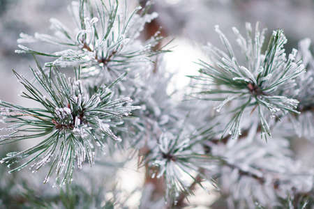 Pine tree branche covered with hoarfrost. Selective focusの写真素材