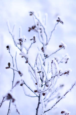Snowy frost bush branches winter background. Selective focus, blurred backgroundの写真素材