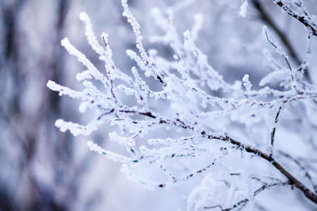 Snowy frost bush branches winter background. Selective focus, blurred backgroundの写真素材