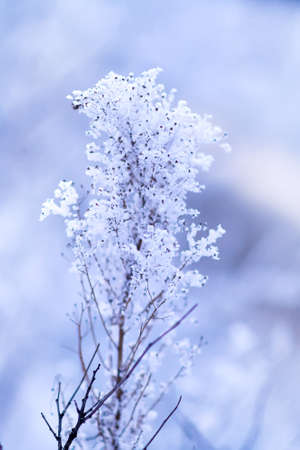 Snowy frost bush branches winter background. Selective focus, blurred backgroundの写真素材