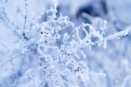 Snowy frost bush branches winter background. Selective focus, blurred backgroundの写真素材